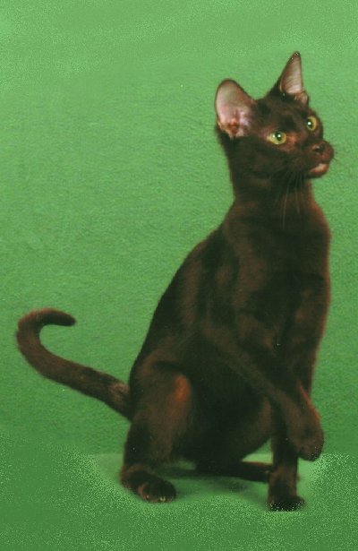 The Havana Brown is a shorthaired cat with a firm, muscular body of medium 