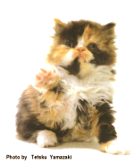 kit2