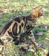 bengal2
