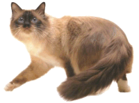 birman