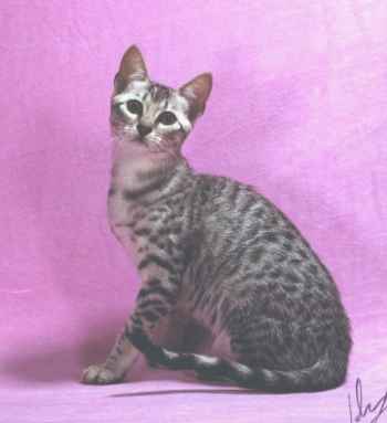 egyptianmau