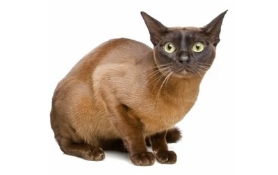 egyptianmau