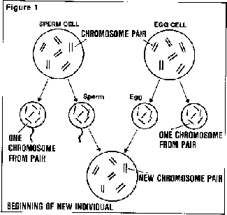 genetics.gif (4518 bytes)