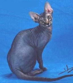 sphynx