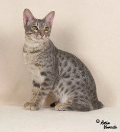 american cat fanciers association